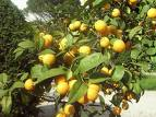 limoni.jpg